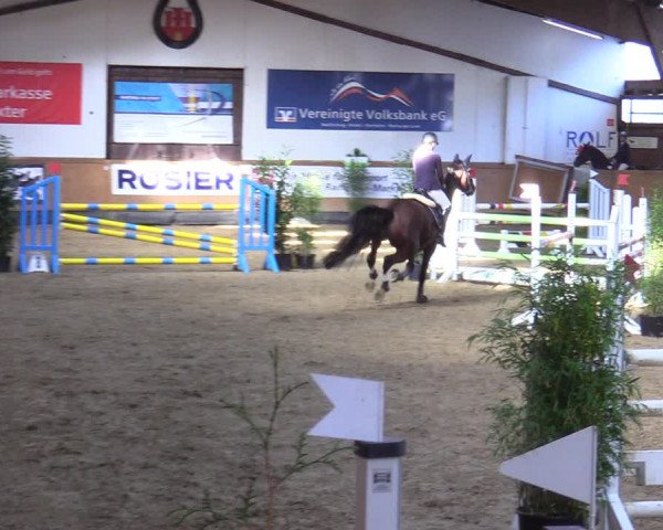 Reitturnier Steinheim 2021