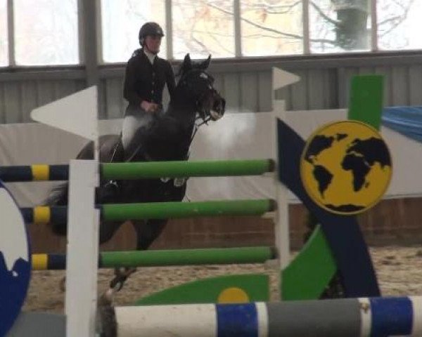Grevener-Hallenspringturnier 2013