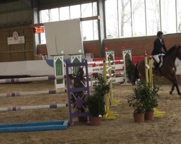 Grevener-Hallenspringturnier 2013