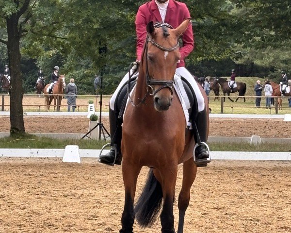 dressage horse Roxy 222 (Oldenburg, 2016, from Rock for Me) dressage horse Roxy 222 (Oldenburg, 2016, from Rock for Me)