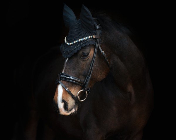 broodmare Proud Saphire (German Riding Pony, 2012, from Proud Rocketti)