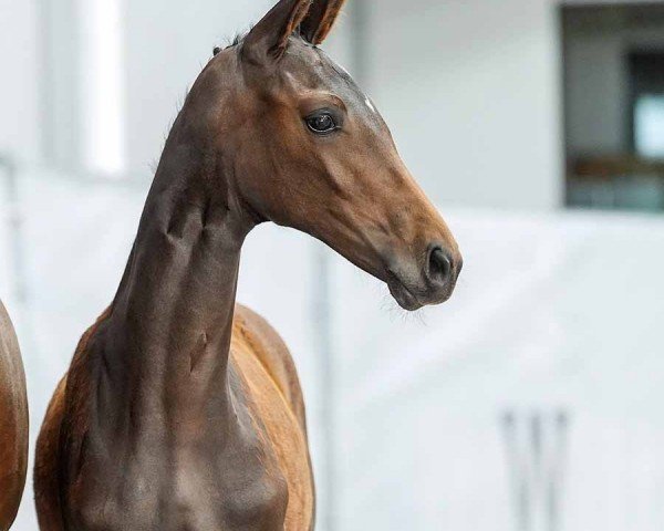 horse Golden Eye (Westphalian, 2024, from Glamourdale)