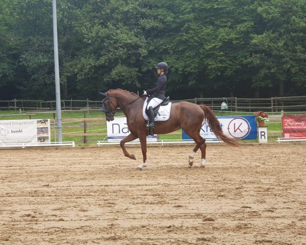 dressage horse Freestyle L (Oldenburg, 2018, from Vitalis) dressage horse Freestyle L (Oldenburg, 2018, from Vitalis)