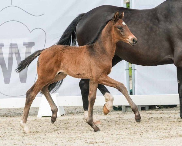 horse Verführer (Westphalian, 2024, from Valverdos)