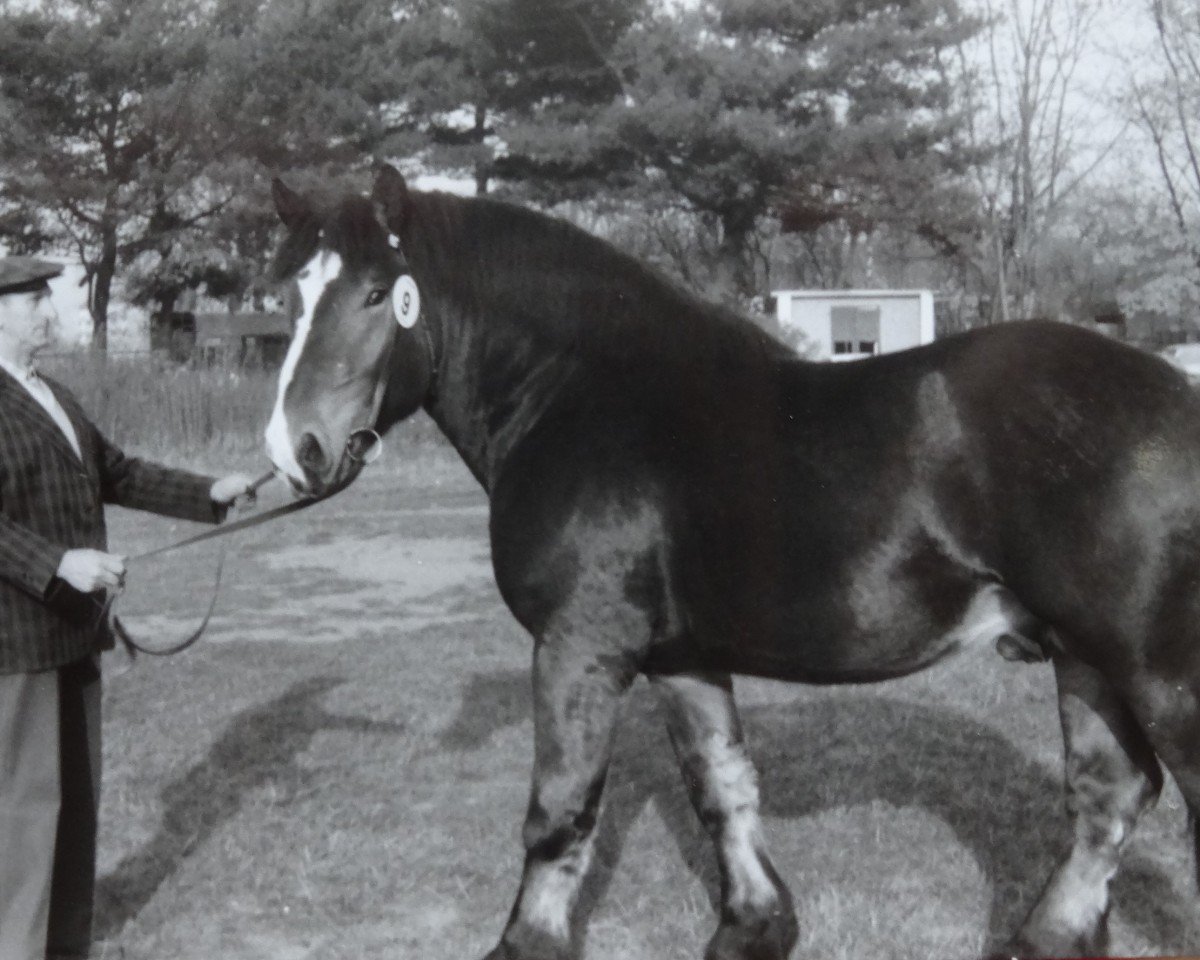 stallion Ural 1860 (Rhenish-German Cold-Blood, 1981, from Ultus 1845)