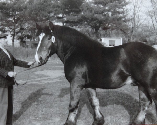 stallion Ural 1860 (Rhenish-German Cold-Blood, 1981, from Ultus 1845)