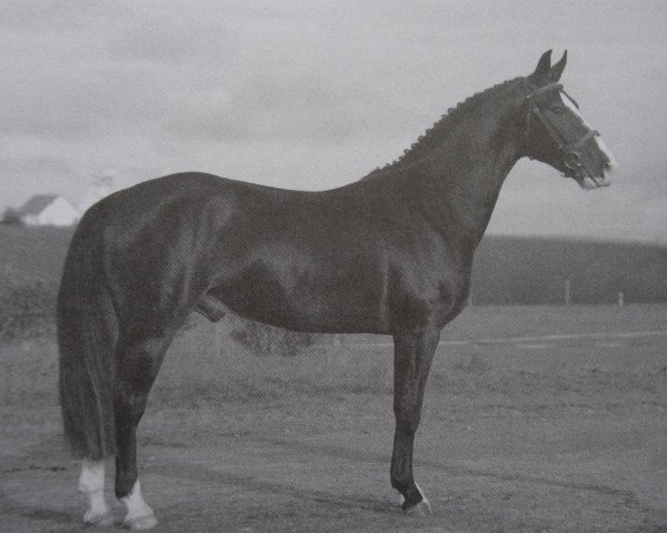 dressage horse Eddy 288 (Sachs-door. Heavy Warmbl., 2012, from Elbling)