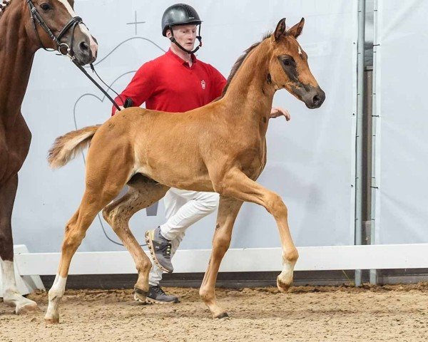 horse Fiorella (Westphalian, 2024, from Freigeist)