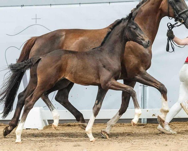 horse Sweet Smartie (Westphalian, 2024, from Segantini FRH)