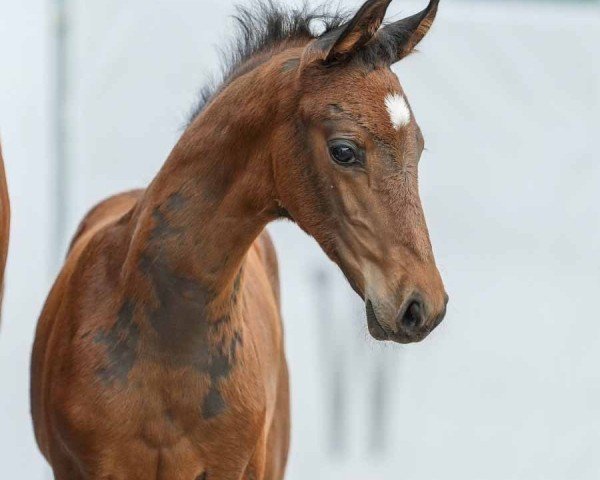 horse Fürstenfeld (Westphalian, 2024, from Fürst Belissaro)