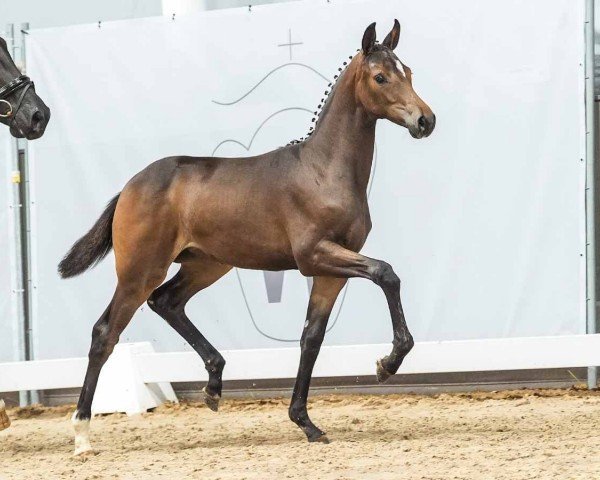 horse Dynamic Queen (Westphalian, 2024, from Dynamic Dream)
