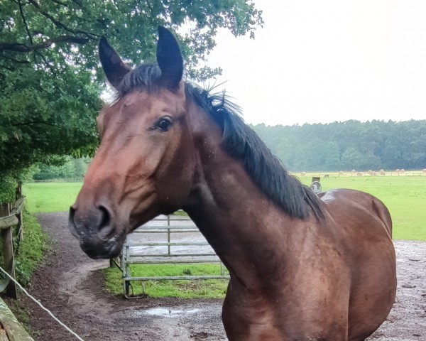 Pferd Delano le Grande S (Hannoveraner, 2022, von Diamant van Klapscheut Z)