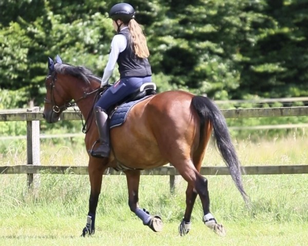 dressage horse Hippo's Raya (Trakehner, 2013, from Long Deal)
