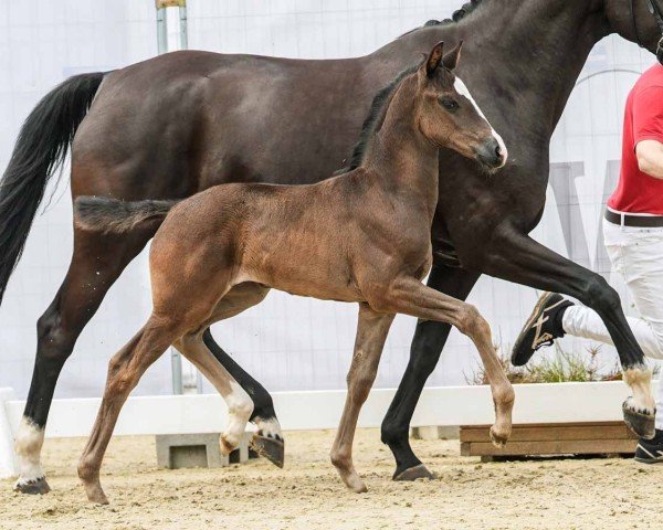 Pferd Finess (Westfale, 2024, von Fanegro)