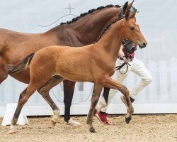 horse Glamour Dream (Westphalian, 2024, from Glamdale WP NRW)