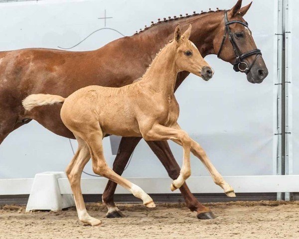 Pferd Quidero SE (Westfale, 2024, von Qandide)