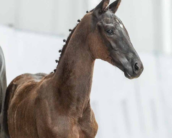 horse Total Amour (Westphalian, 2024, from Glock's Toto Jr.)