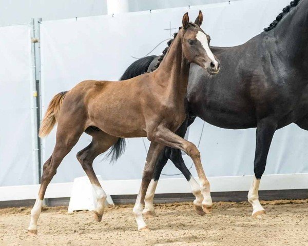 Pferd Valentino Gold (Westfale, 2024, von V-Power)