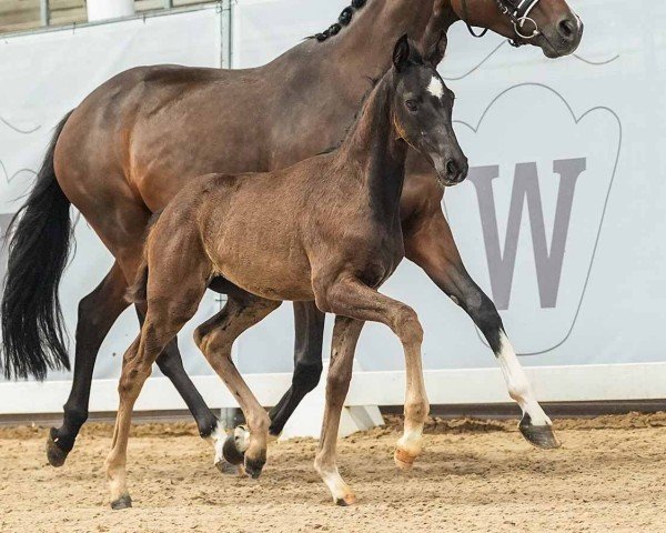 horse Stute von Fanegro / Sir Heinrich (Westphalian, 2024, from Fanegro)