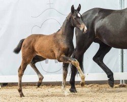 Pferd Dream of Rose (Westfale, 2024, von Diamantenglanz)