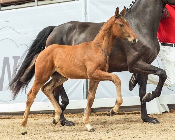 Pferd Viktoriella KM (Westfale, 2024, von Vivaldos)