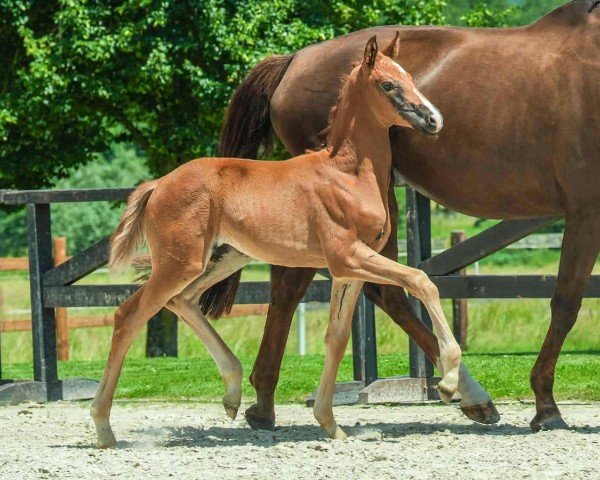 horse Valentina Magic (Westphalian, 2024, from V-Power)