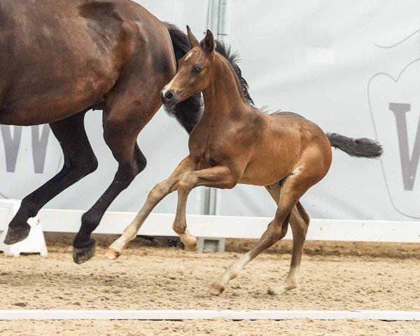 horse Empire (Westphalian, 2024, from Escamillo)