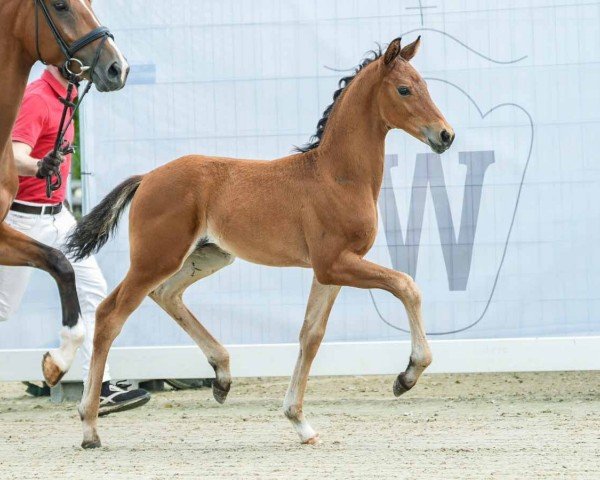 horse Feel (Westphalian, 2024, from Franziskus FRH)