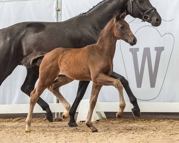 horse Eloise (Westphalian, 2024, from Escamillo)