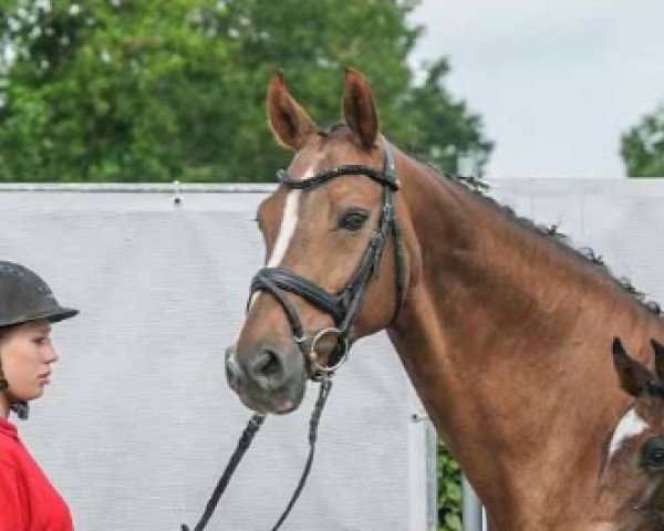 broodmare Boa Ma K (Hanoverian, 2008, from Belissimo NRW)