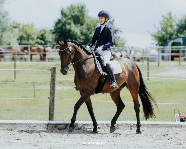 jumper Lilifee P (German Sport Horse, 2012, from FBW Lacando de L)