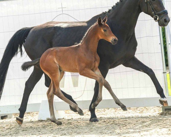 horse Fascination (Westphalian, 2024, from For Kingdom)
