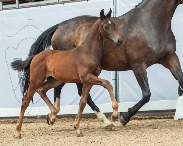 horse Franzi B (Westphalian, 2024, from Franziskus FRH)