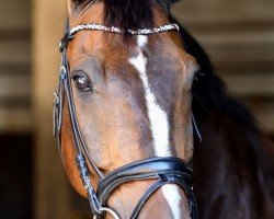 dressage horse Feivel Der Mäusejäger (Oldenburg, 2009, from Farewell III)