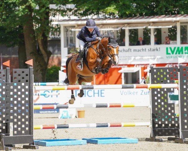 broodmare Luzera K (Oldenburg show jumper, 2016, from Stakkato Gold)