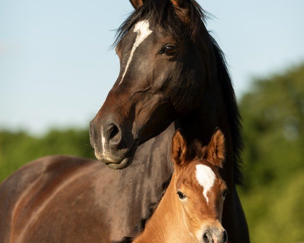 Zuchtstute Chaliwa du Breuil (Arabisches Halbblut / Partbred, 2012, von El Thay Mansour EAO)