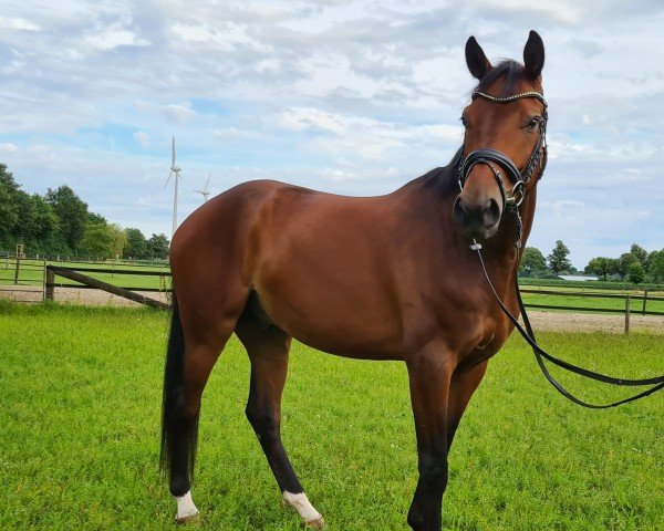 horse Maracajan HK (Westphalian, 2020, from E.H. Millennium)