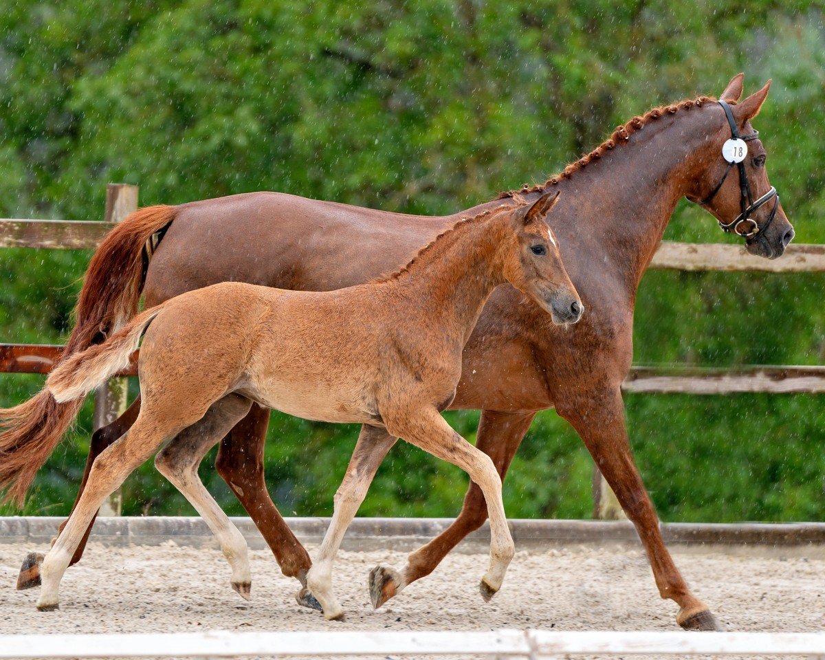 horse Valetta (German Sport Horse, 2024, from Vangelis)