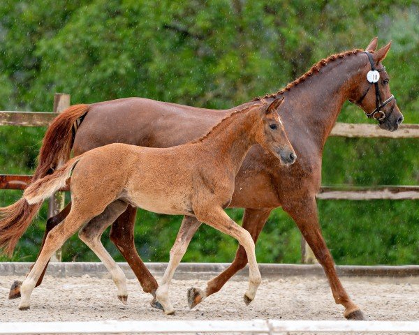 Pferd Valetta (Deutsches Sportpferd, 2024, von Vangelis)