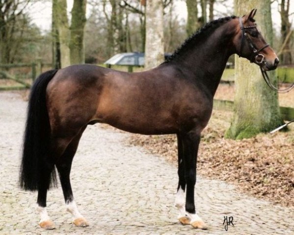 Deckhengst Leuns Veld's Lord (Nederlands Welsh Ridepony, 1996, von Vita Nova's Celesto) Deckhengst Leuns Veld's Lord (Nederlands Welsh Ridepony, 1996, von Vita Nova's Celesto)