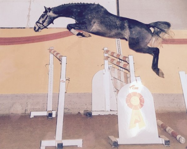 Springpferd Qui Vis S (Holsteiner, 2011, von Quirado) Springpferd Qui Vis S (Holsteiner, 2011, von Quirado)