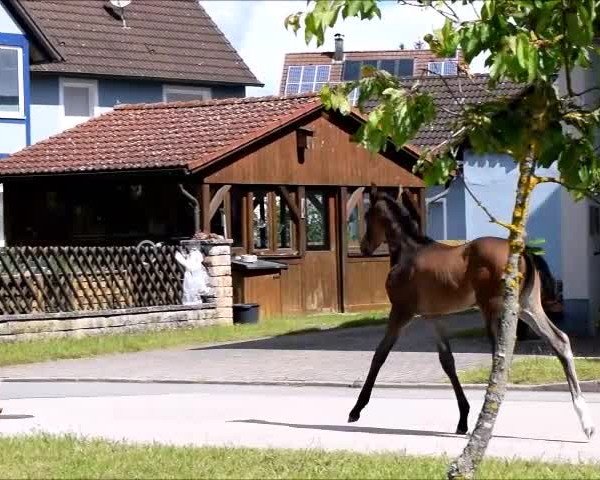 Video of Fantaghirò