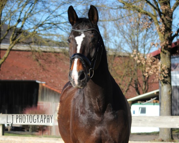 Pferd Picasso 676 (Bayer, 2002, von Pour Plaisir 2)