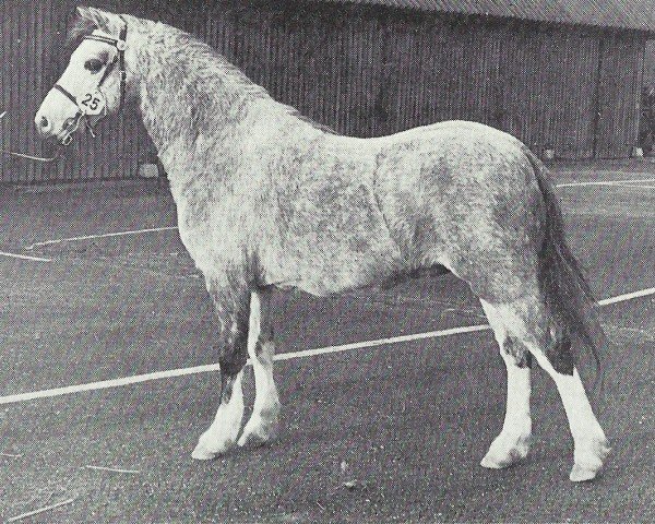horse Stradbally Aristocrat (Welsh mountain pony (SEK.A), 1971, from Twyford Cossack) horse Stradbally Aristocrat (Welsh mountain pony (SEK.A), 1971, from Twyford Cossack)