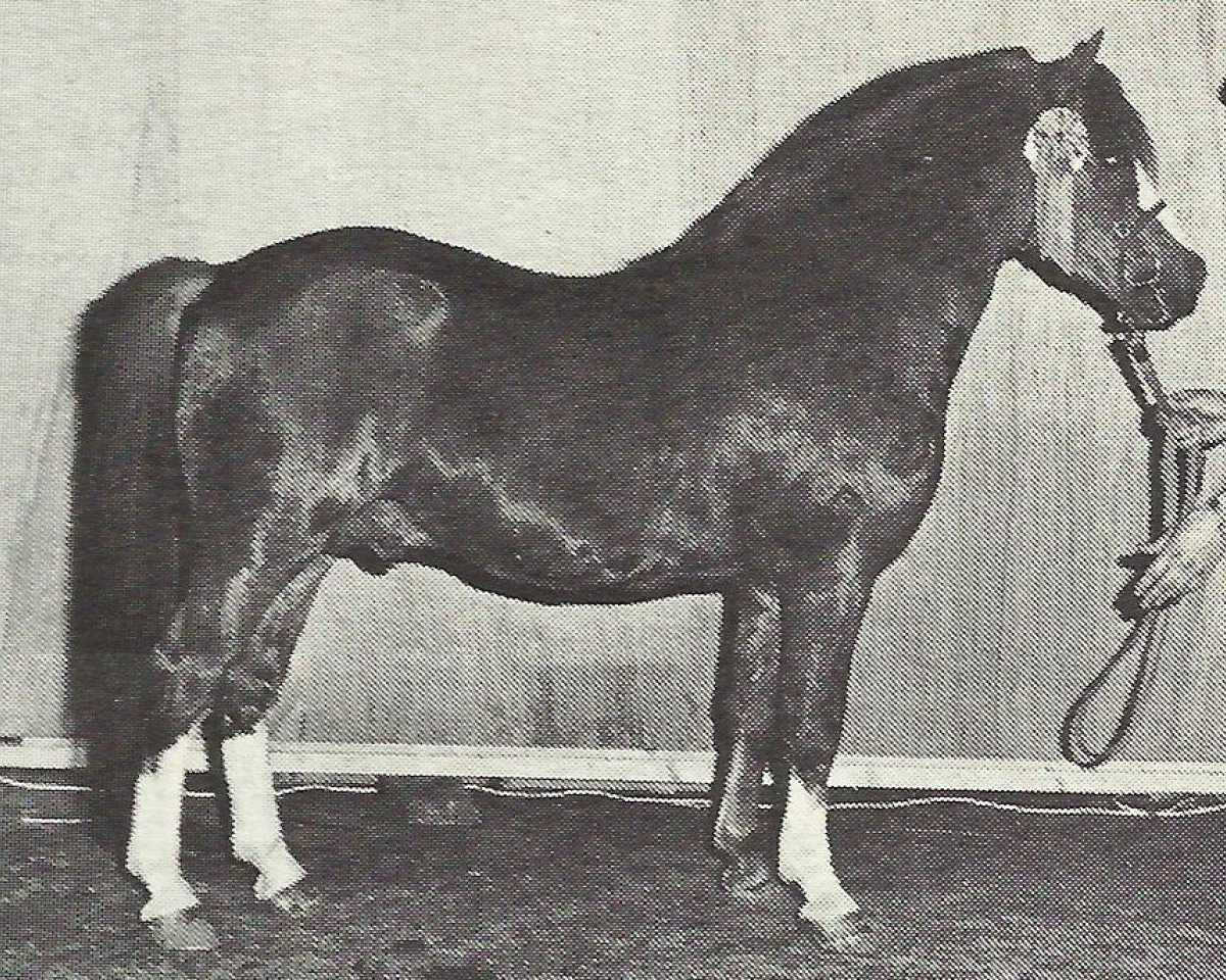 stallion Rowfant Seal (Welsh mountain pony (SEK.A), 1969, from Twyford Gamecock)