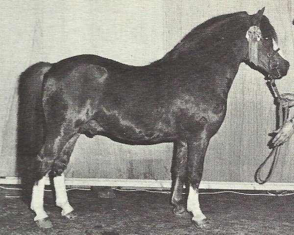 Deckhengst Rowfant Seal (Welsh Mountain Pony (Sek.A), 1969, von Twyford Gamecock)