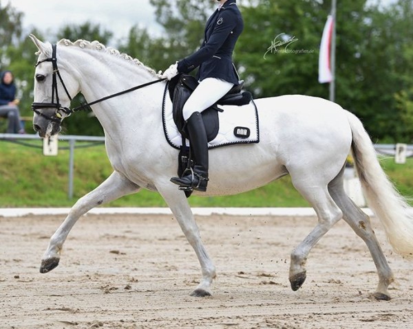dressage horse Tequilla (Lusitano, 2004, from Cairo V.M.)