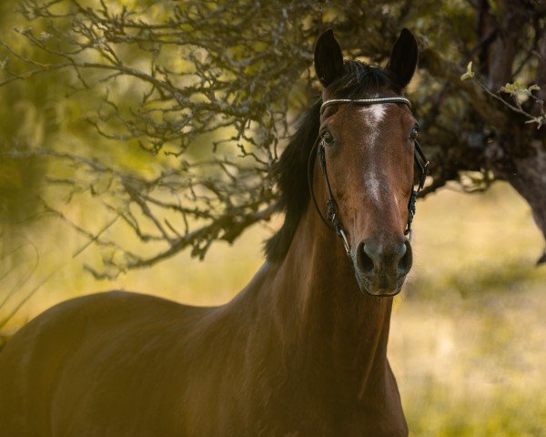 horse Tyrone (KWPN (Royal Dutch Sporthorse), 2000)