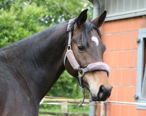 horse Hengst von Franziskus / Fürst Frederik (Westphalian, 2021, from Franziskus FRH) horse Hengst von Franziskus / Fürst Frederik (Westphalian, 2021, from Franziskus FRH)