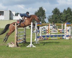 jumper Cassini Master (Holsteiner, 2009, from Cassini II)